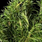 Rosemary Miracle for Your Hair: Say Goodbye to Gray Hair, Even at 70!