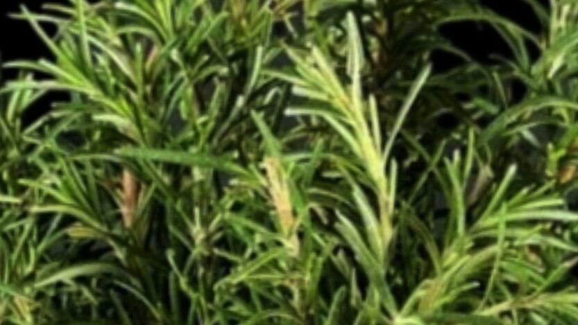 Rosemary Miracle for Your Hair: Say Goodbye to Gray Hair, Even at 70!